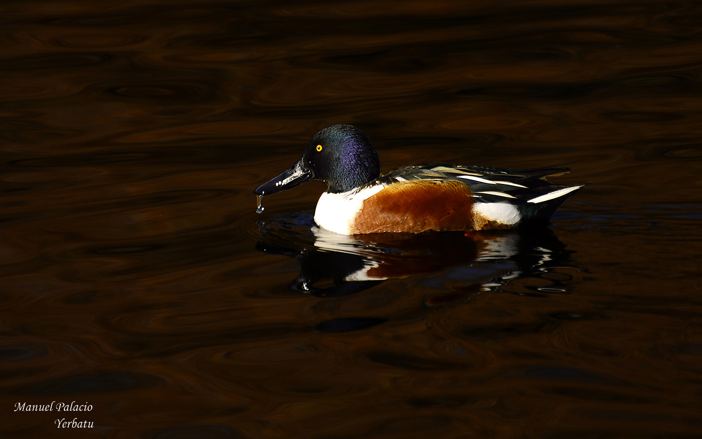 Pato cuchara macho - Male Shoveler Duck