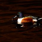 Pato cuchara macho - Male Shoveler Duck