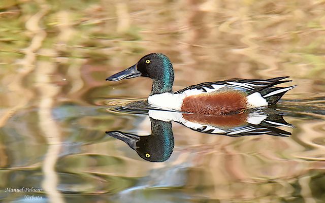 Pato cuchara macho - Spatula clypeata
