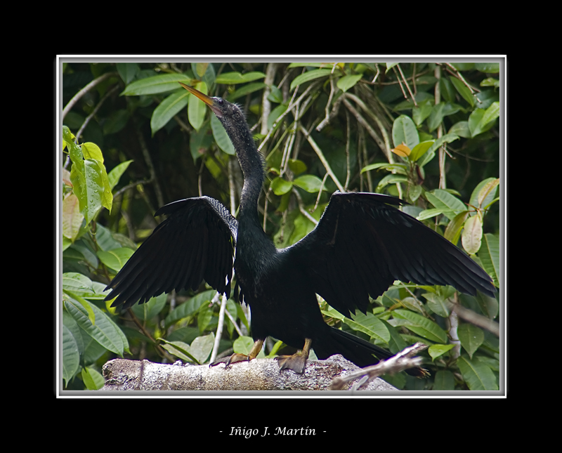 PATO DE AGUJA