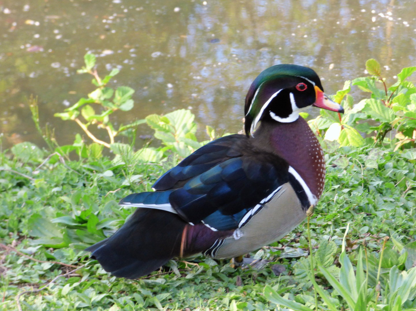 Pato de carolina