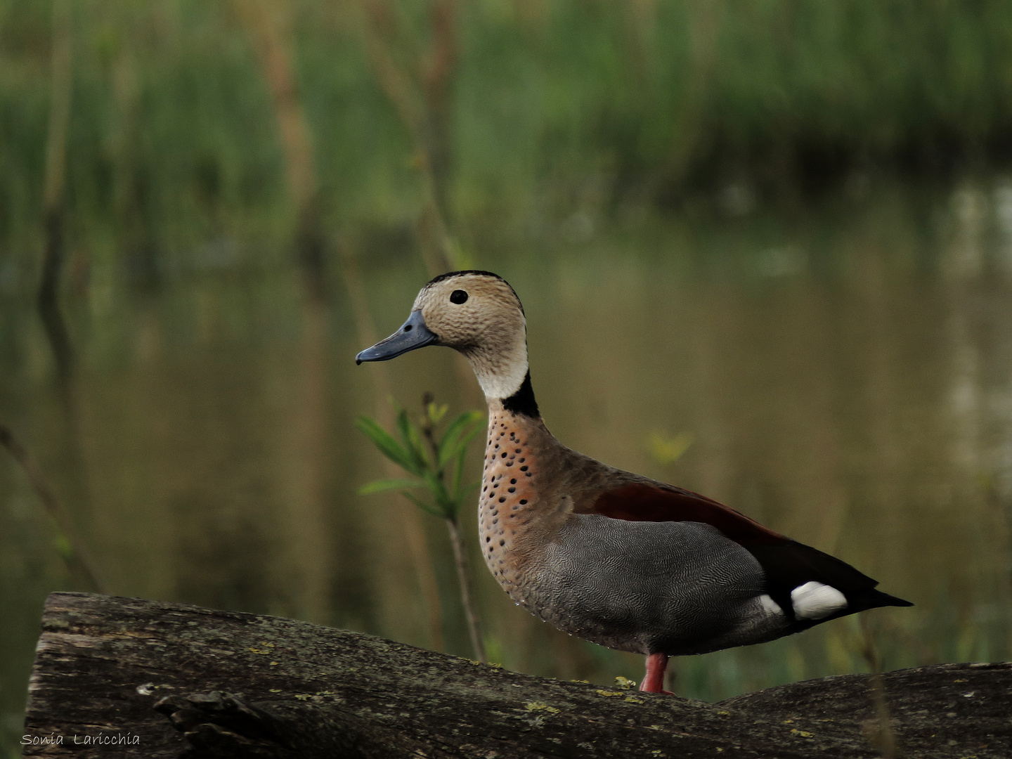 Pato de collar