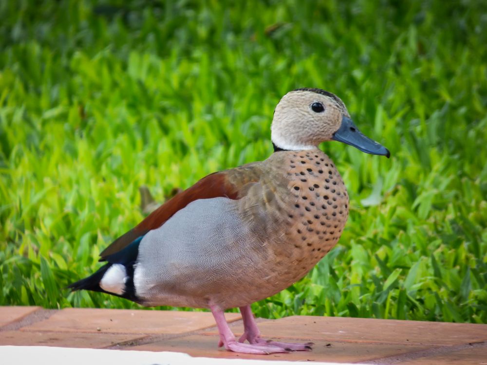 Pato de Collar (Callonetta leucophrys) macho 