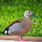 Pato de Collar (Callonetta leucophrys) macho 