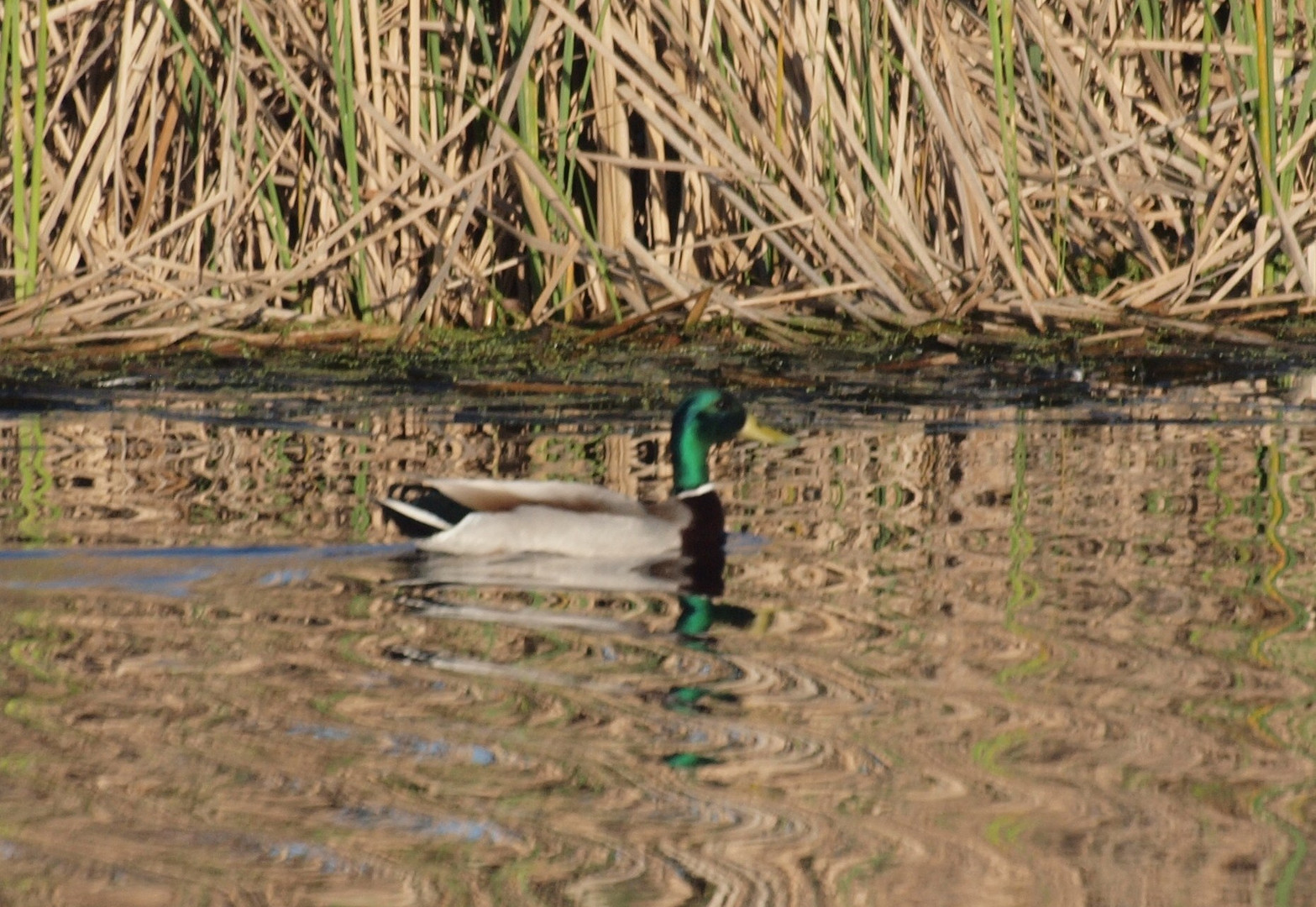 PATO DE CUELLO VERDE