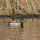 PATO DE CUELLO VERDE