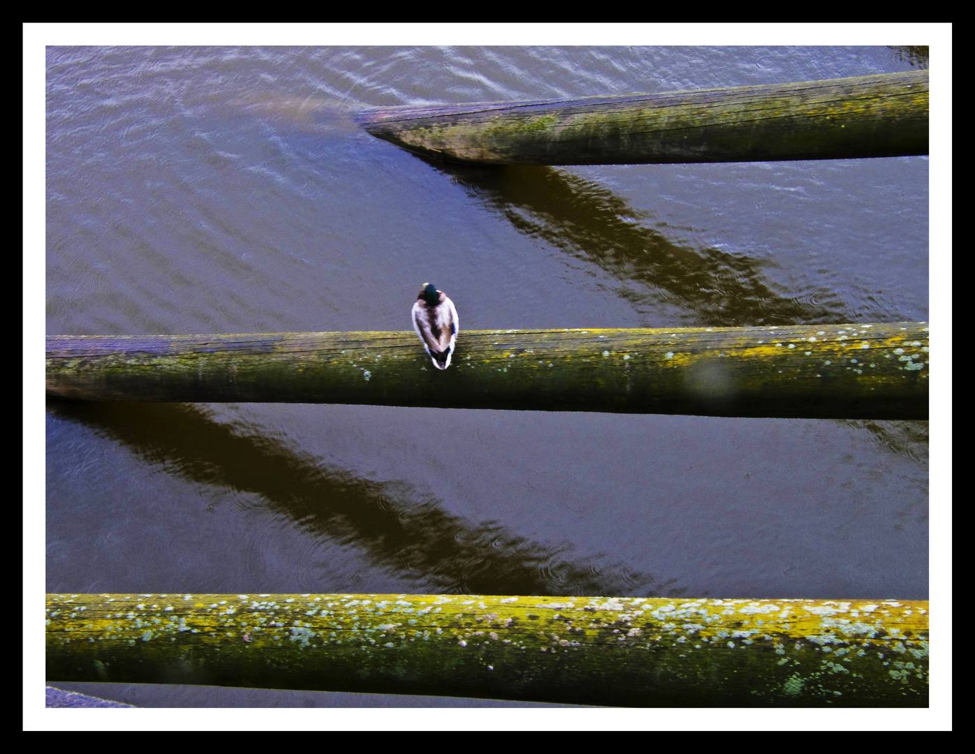 Pato descansando