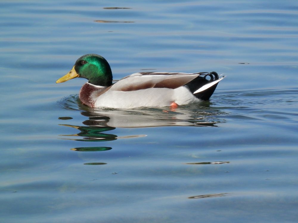 Pato en el lago