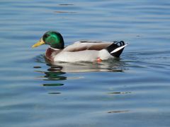 Pato en el lago