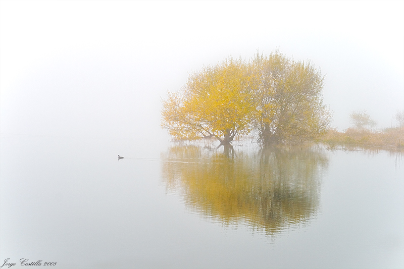 Pato en la Niebla