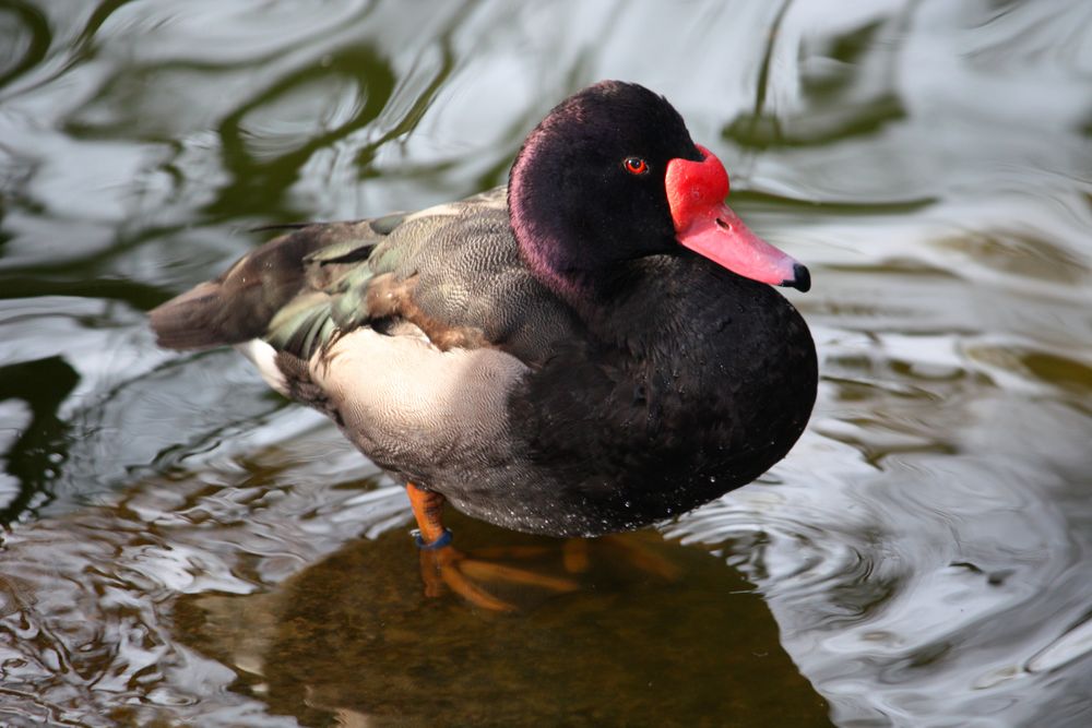 pato en sol y sombra