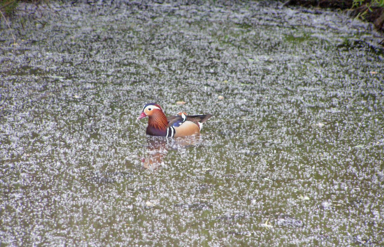 Pato en un estanque en Spay (Francia).