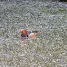 Pato en un estanque en Spay (Francia).