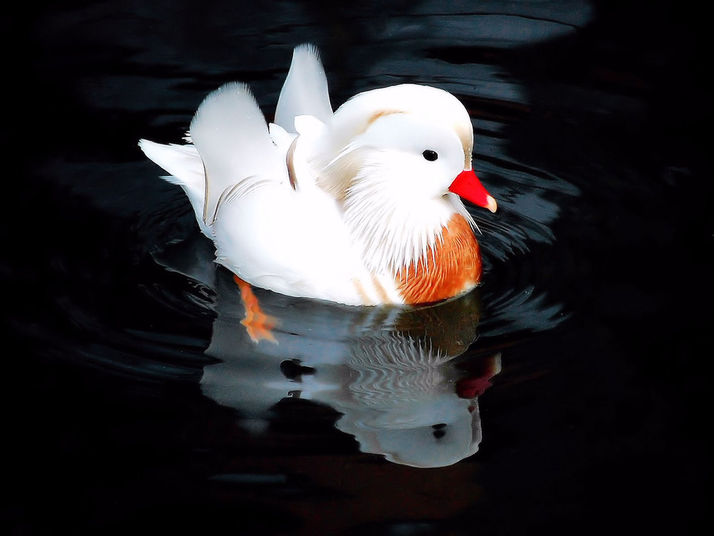 Pato mandarín albino