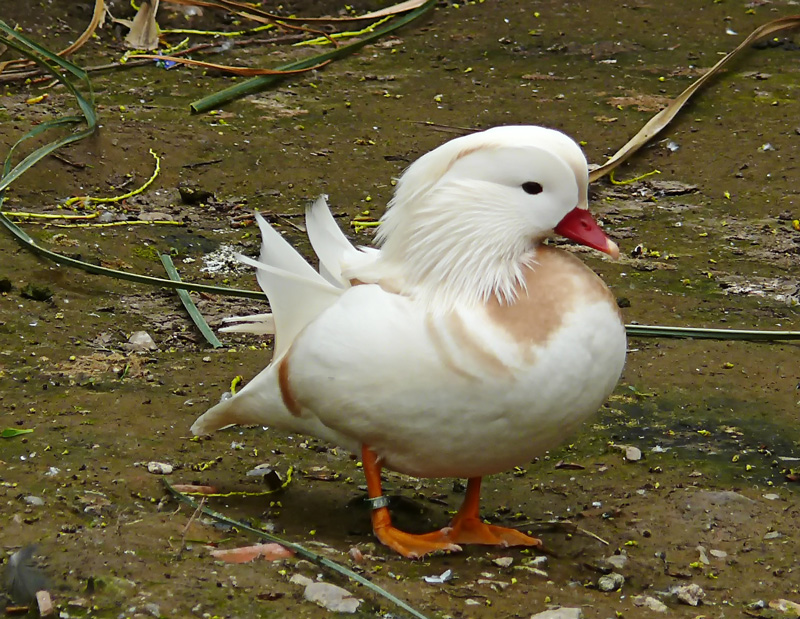 Pato mandarín albino