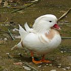 Pato mandarín albino