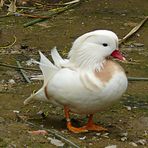 Pato mandarín albino