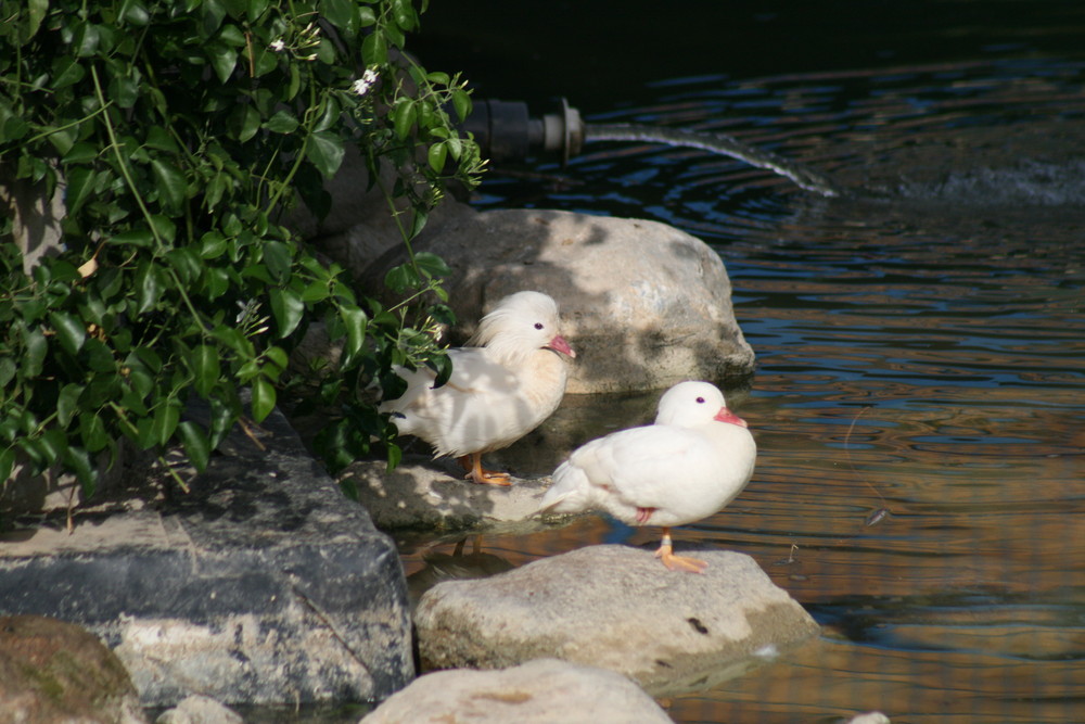 pato mandarin blanco