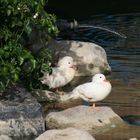 pato mandarin blanco