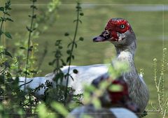 Pato na Lagoa