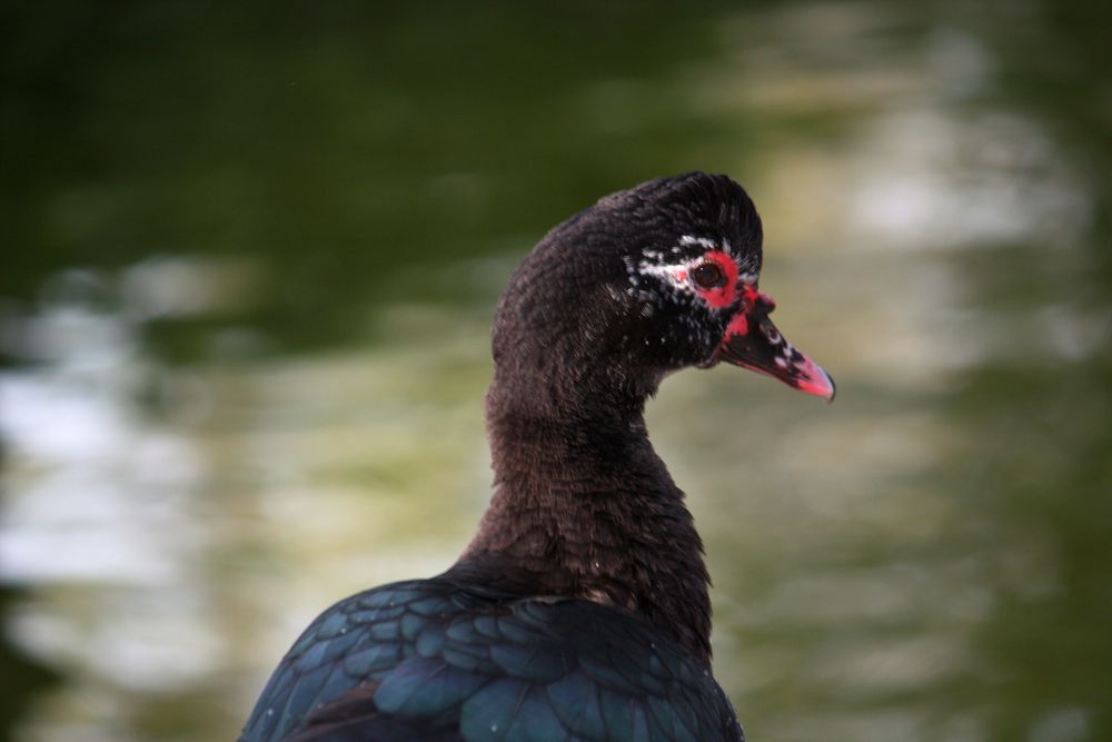 pato negro de pico rojo