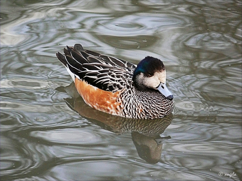 Pato overo (Chiloe duck)