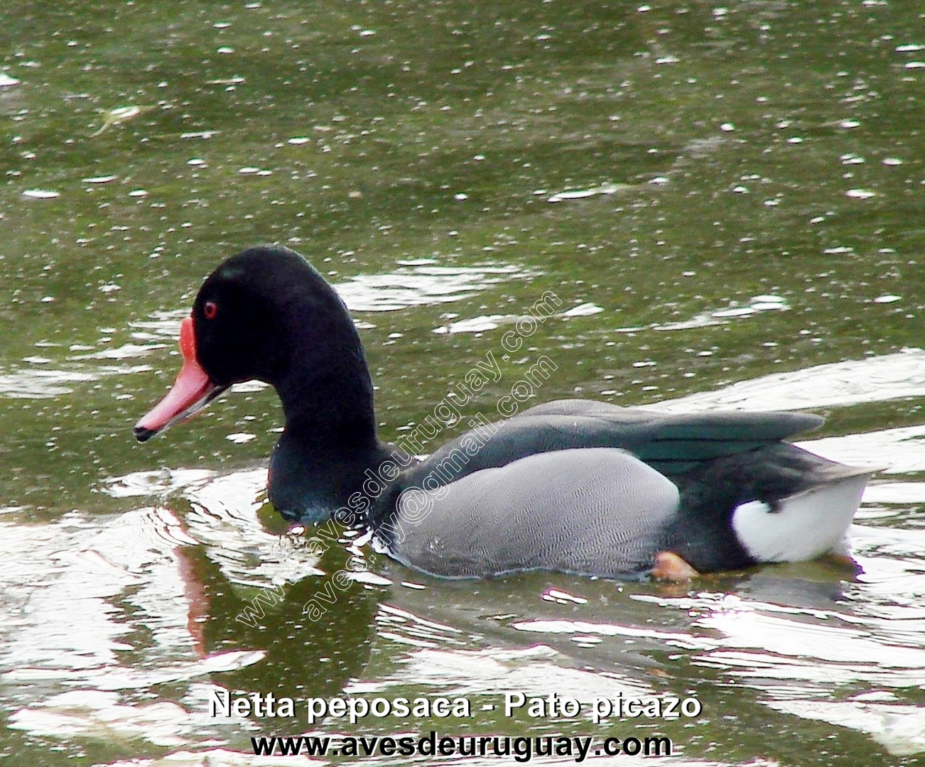 Pato picazo - Netta peposaca