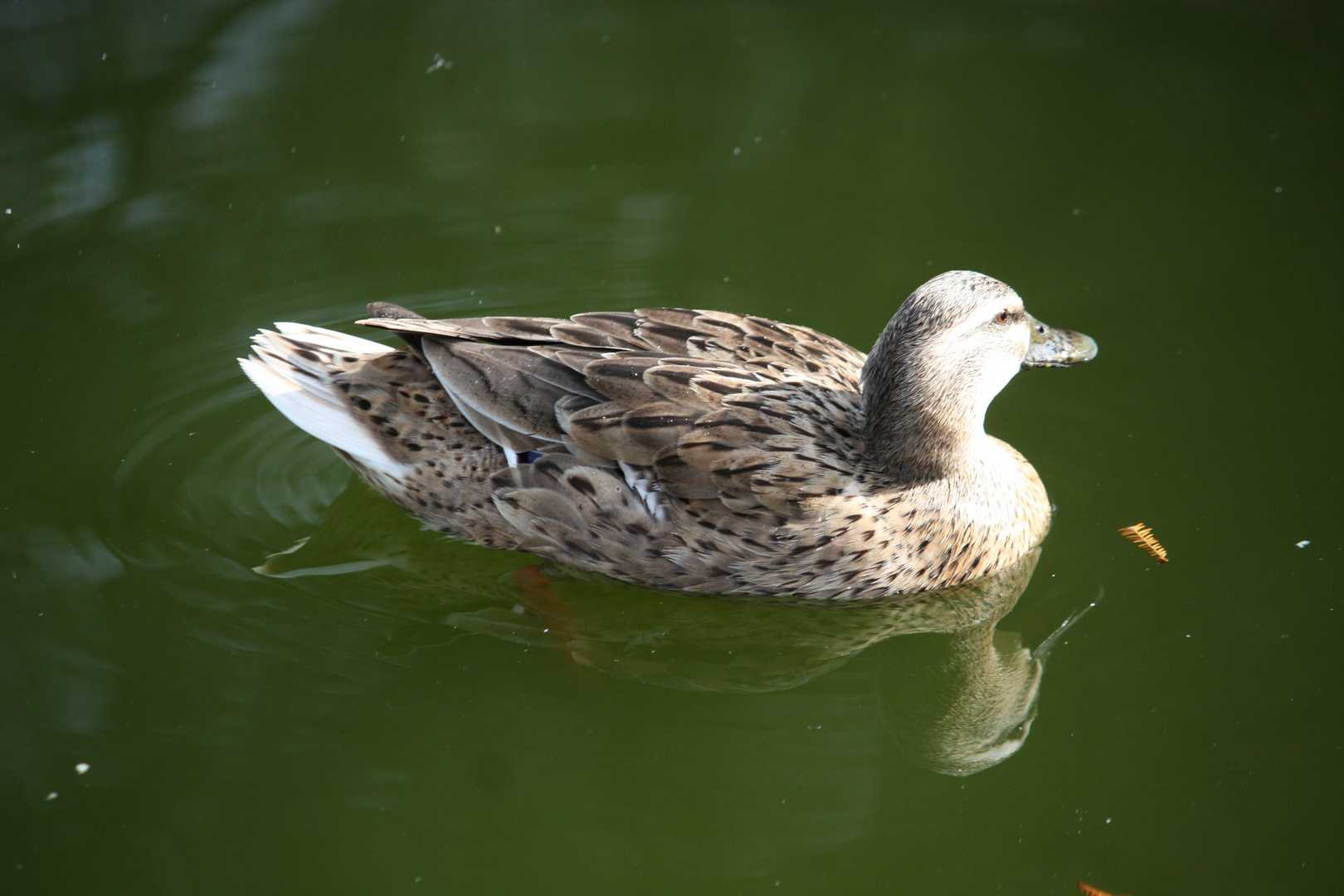 pato reflejado