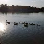 patos