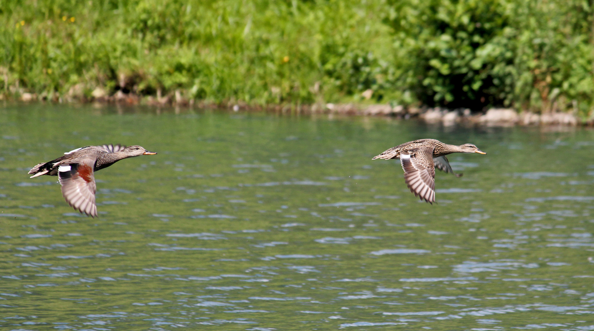 Patos