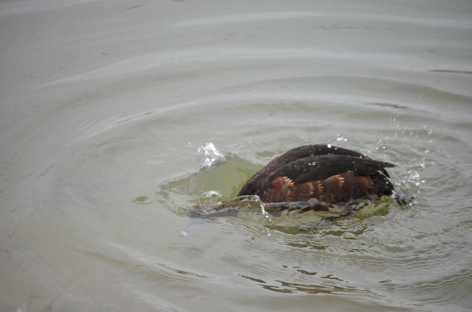 Patos