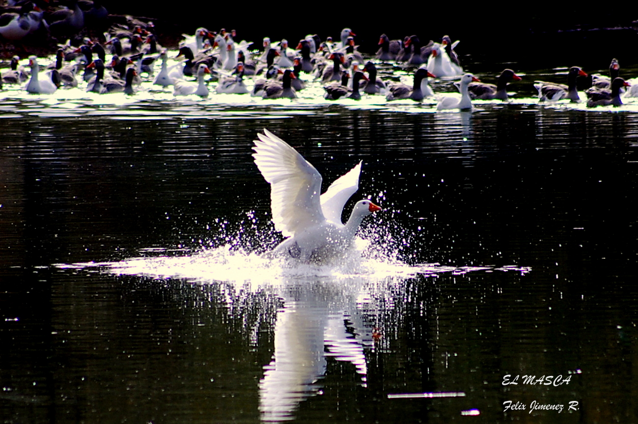 PATOS