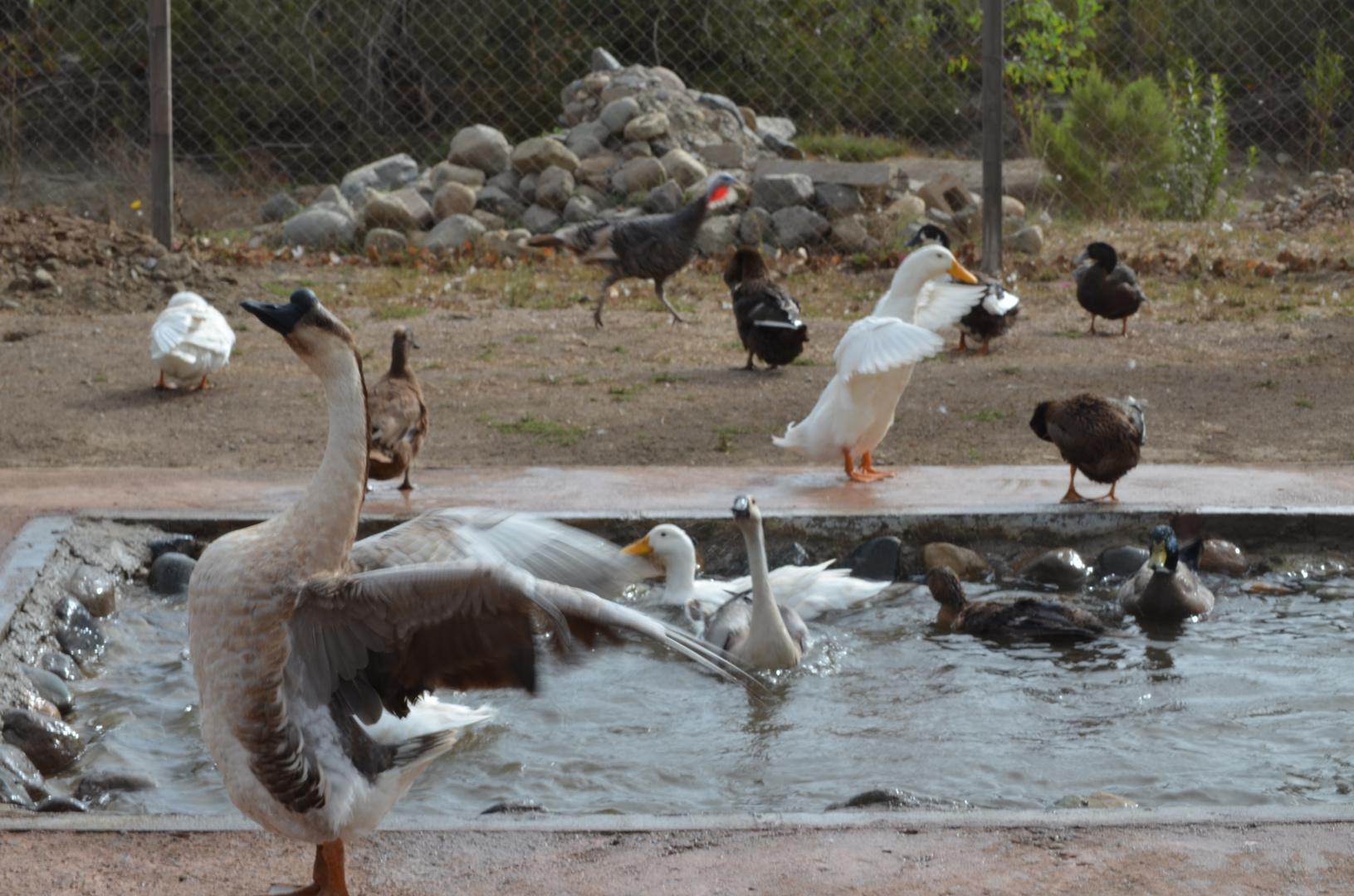 PATOS AL AGUA