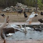 PATOS AL AGUA