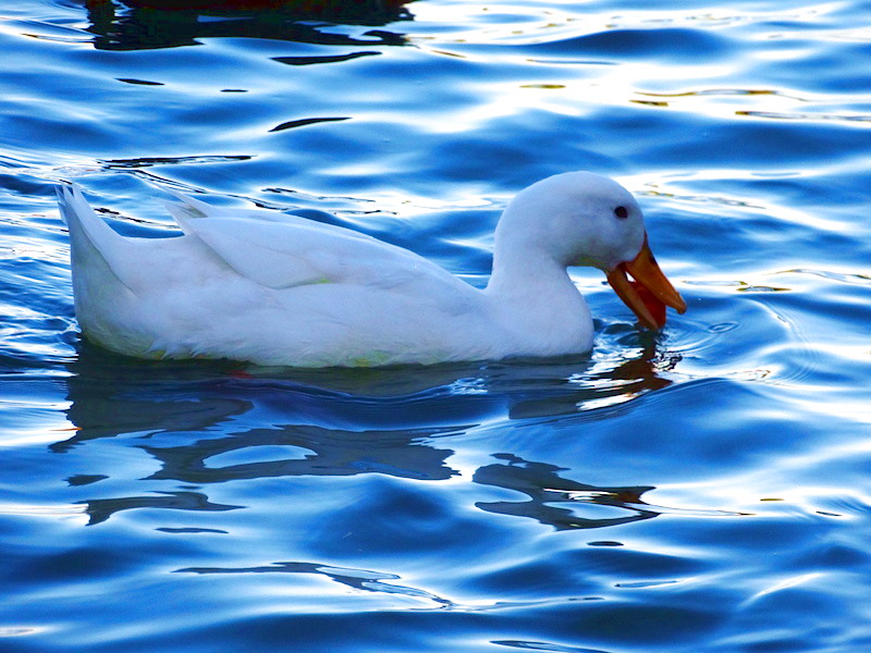 ¡ Patos al Agua !