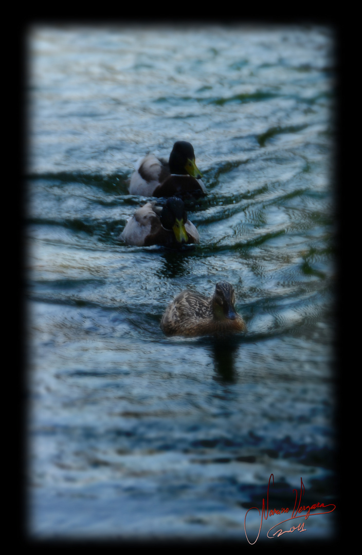 patos-canards