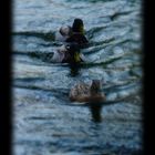 patos-canards