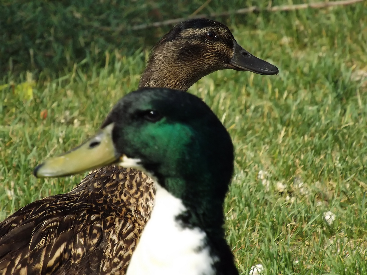 Patos