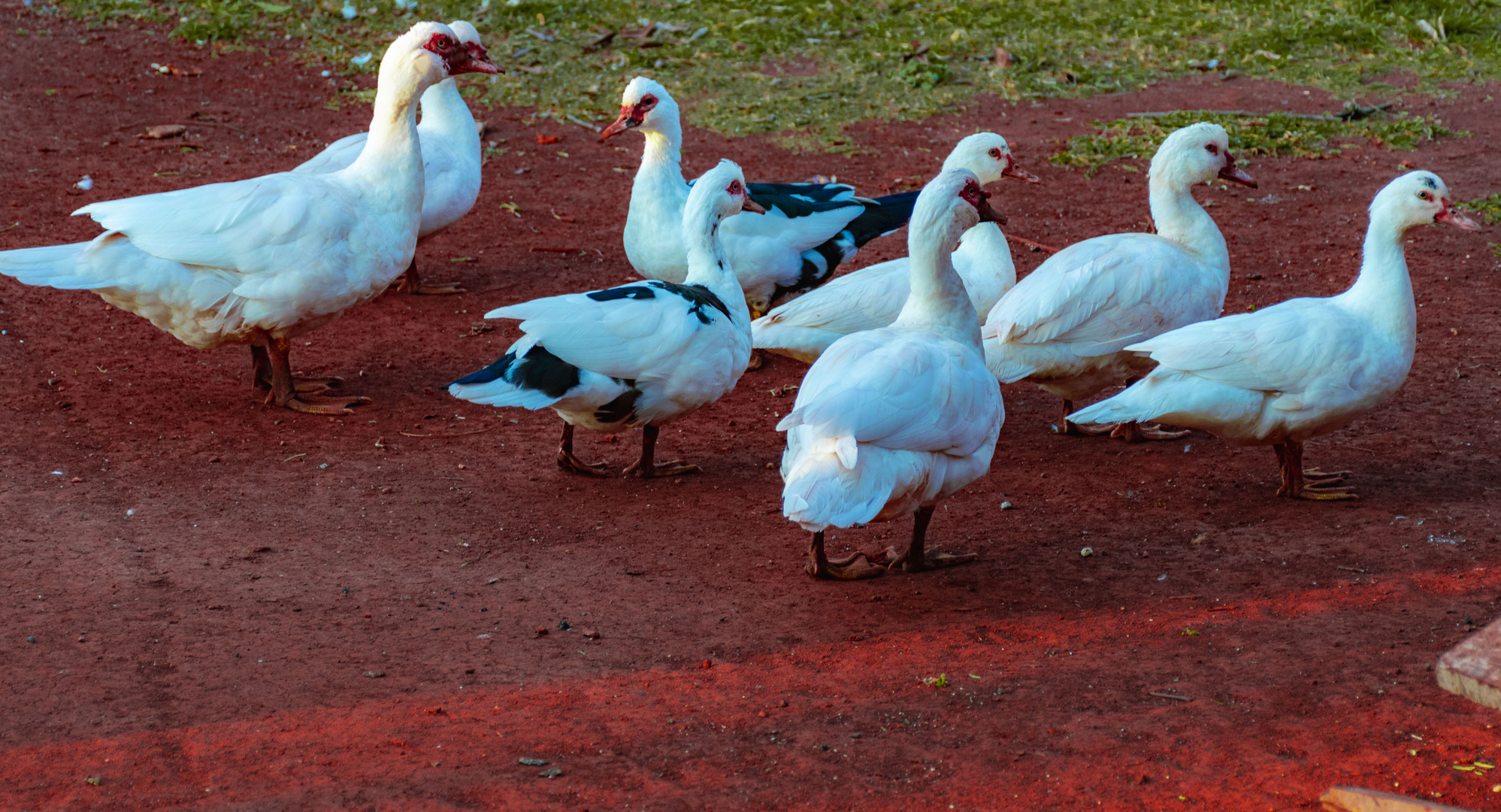 PATOS