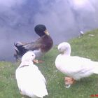 patos