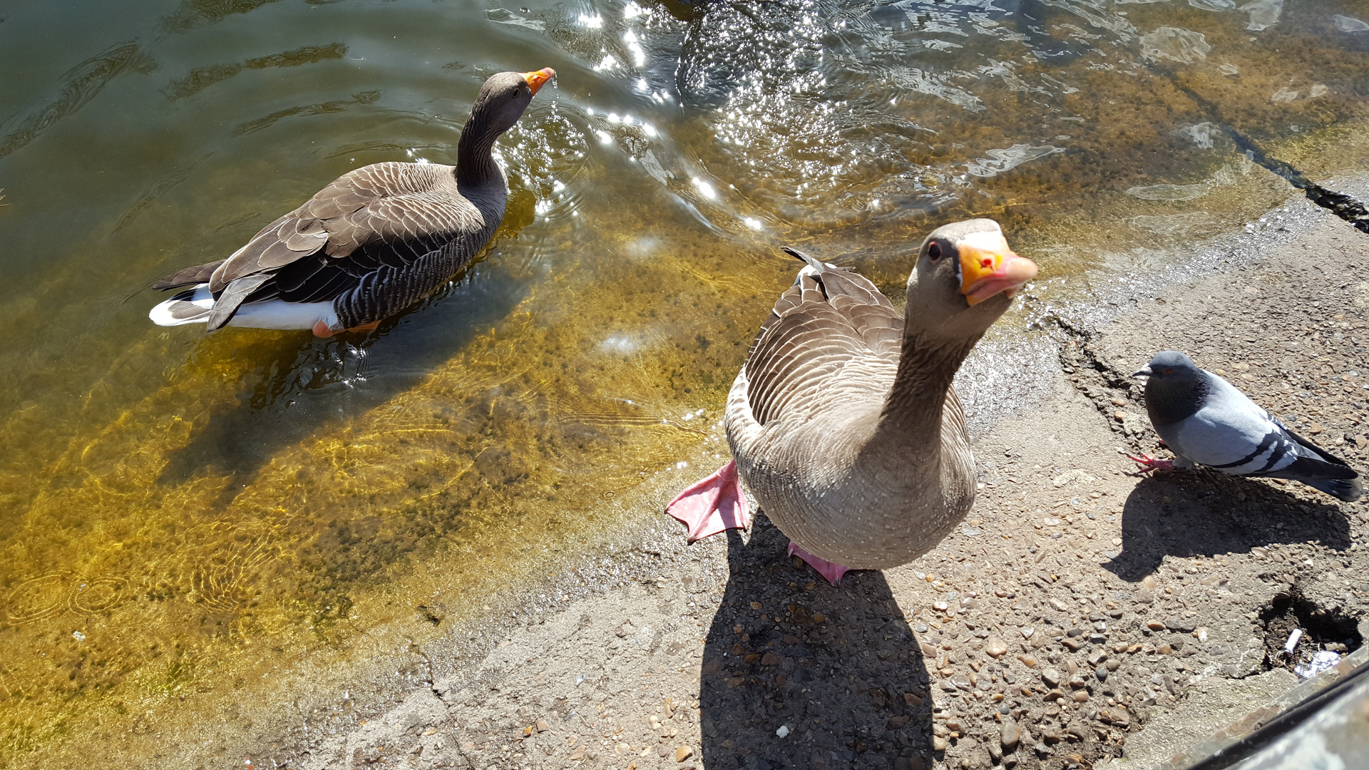 Patos