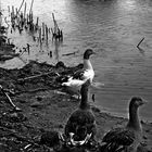 Patos del torrente