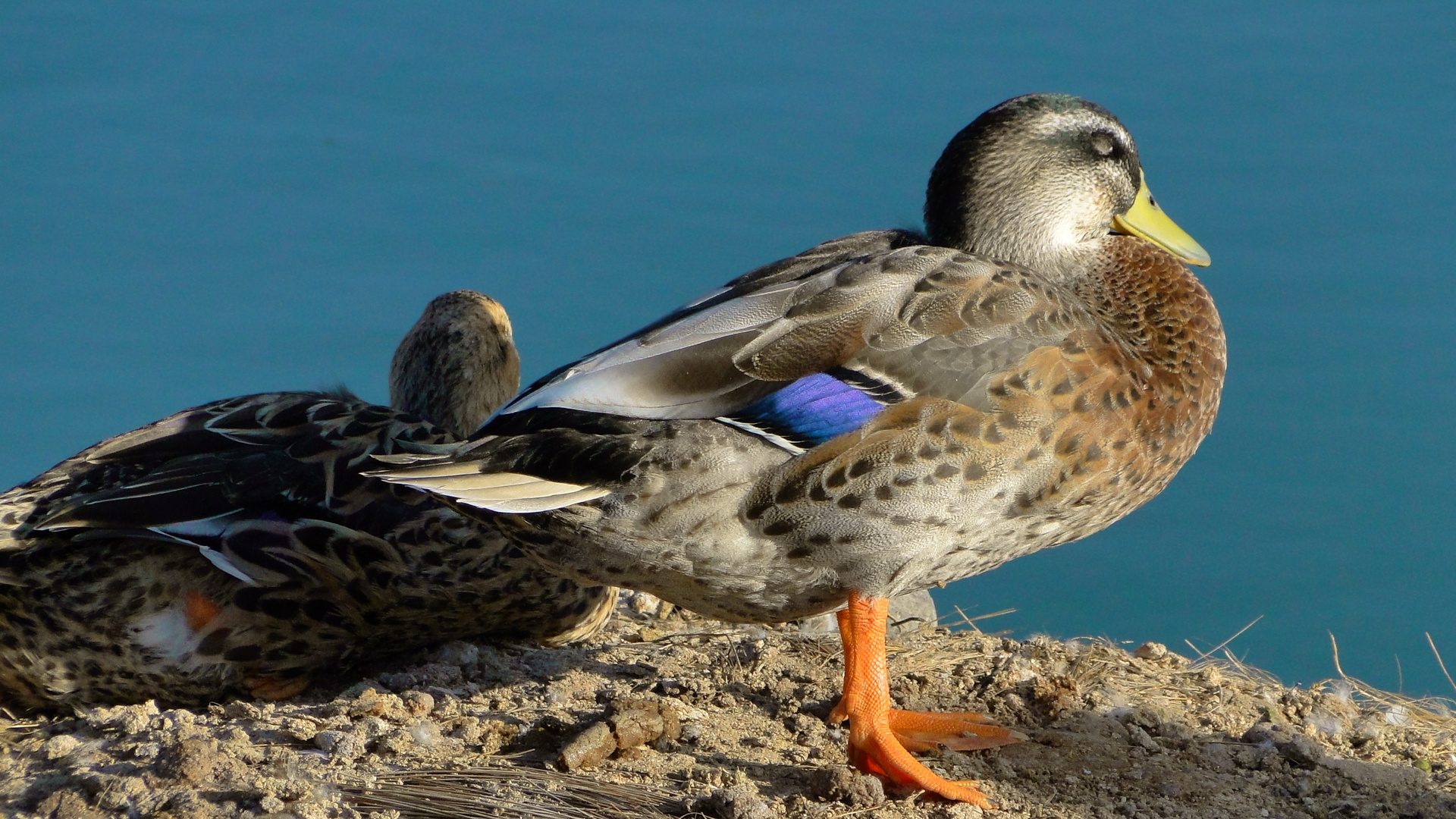 Patos Descansando