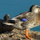 Patos Descansando