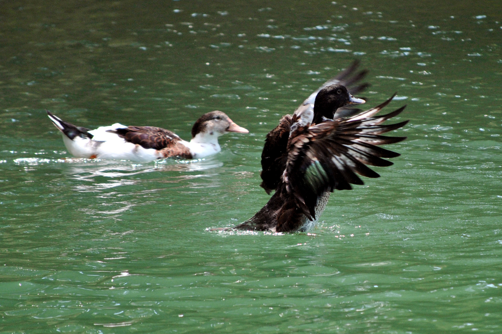 PATOS