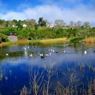 Patos en el agua