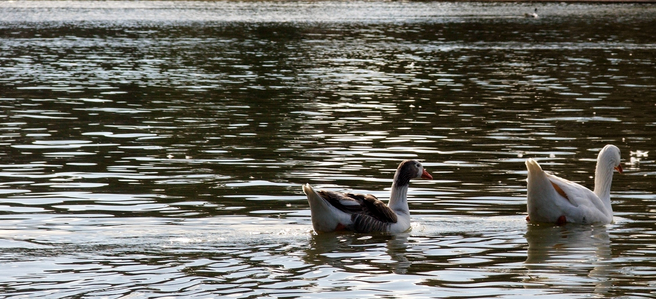 Patos en el agua