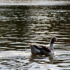 Patos en el agua