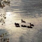 Patos En el Dique San Roque