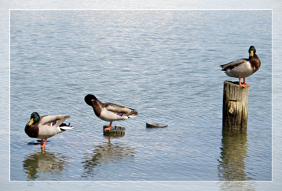 Patos en el lago